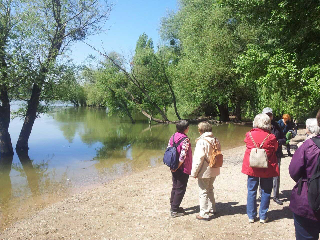 An der Silberpappel